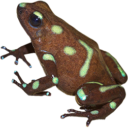 San Felix Auratus